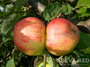 Viljapuud ja marjapõõsad, Õunapuu, Tallinna Pirnõun