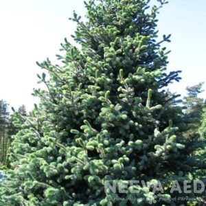 Torkav kuusk 'Glauca' 40-60cm L-5