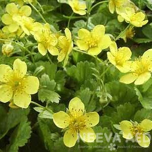 Lilled, Valdsteinia, Siberi valdsteinia