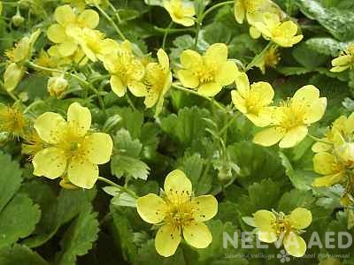 Lilled, Valdsteinia, Siberi valdsteinia