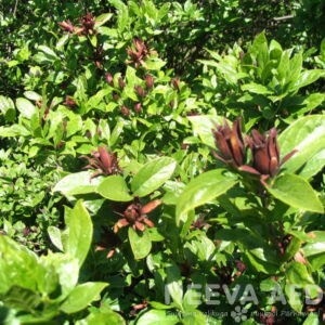 Võlupõõsas, vürtspõõsas