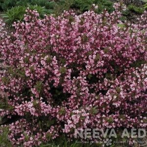 Kaunis veigela 'Nana Purpurea' L-2
