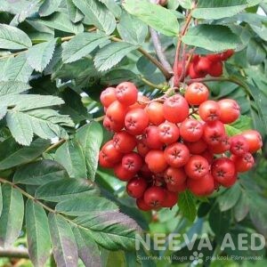 Harilik pihlakas 'Alaja Krupnaja'