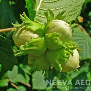 Harilik sarapuu 80-120cm L-5