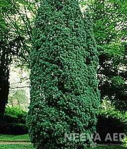 Harilik jugapuu 'Fastigiata'
