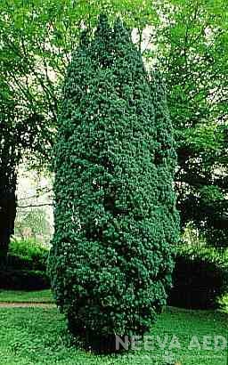 Harilik jugapuu 'Fastigiata'
