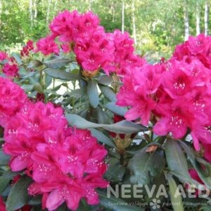 Rododendron 'Nova Zembla' L-2