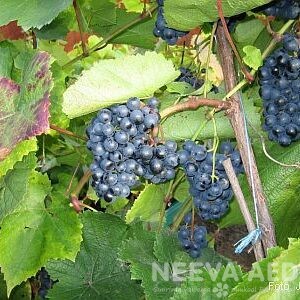 Viljapuud ja Marjapõõsad, Viinapuu, Rondo