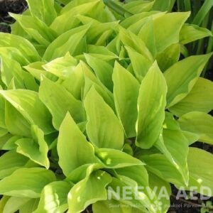 hosta