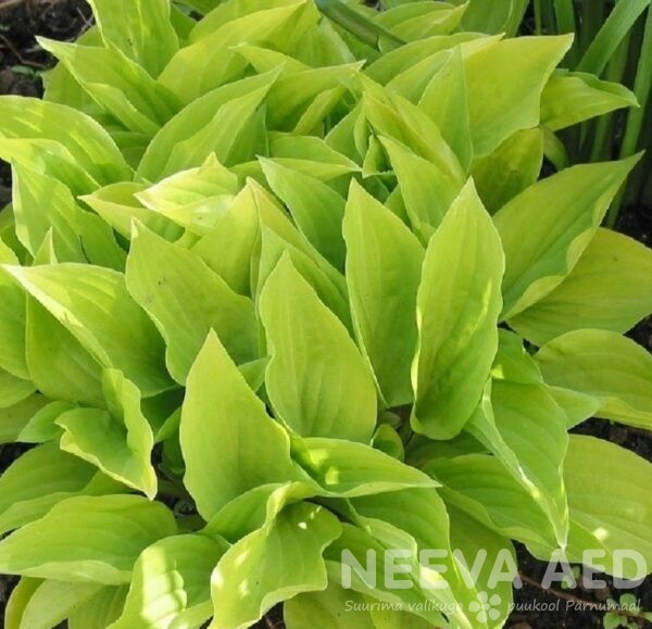 hosta