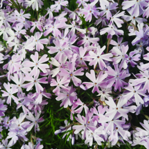 phlox