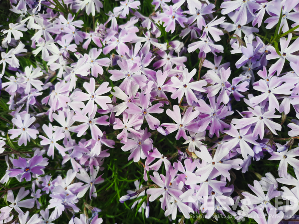 phlox