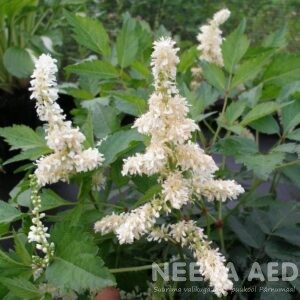 Astilbe 'Deutschland' L-2