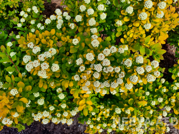 spirea