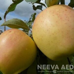 Aed-õunapuu, Merry Gold