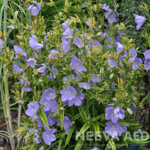 campanula