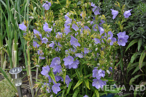 campanula