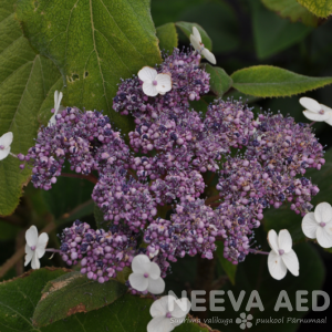 hydrangea