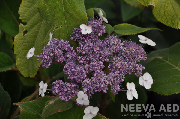 hydrangea