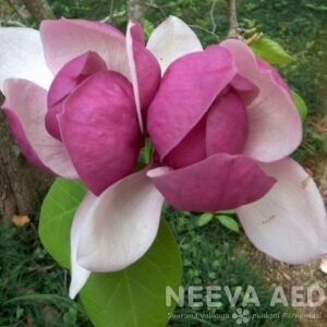 Magnoolia, mandlipuu