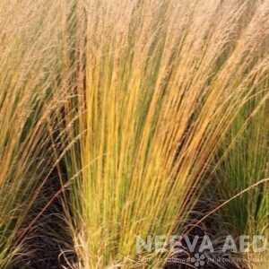 Lilled, Kõrrelised, Harilik sinihelmikas, Heidebraut