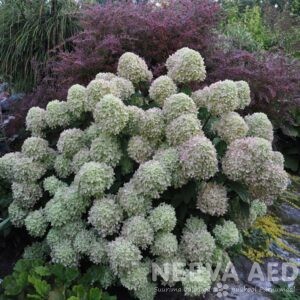 Aedhortensia 'Bobo'