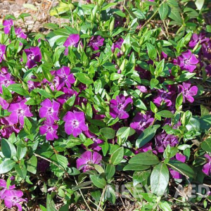 Väike igihali 'Atropurpurea'  L-2