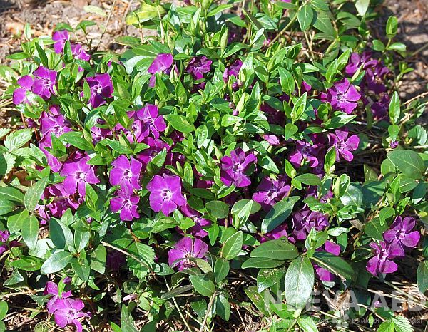 Väike igihali 'Atropurpurea' L-2