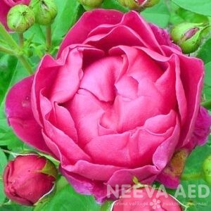 Peenraroos TH 'Ascot'  L-3