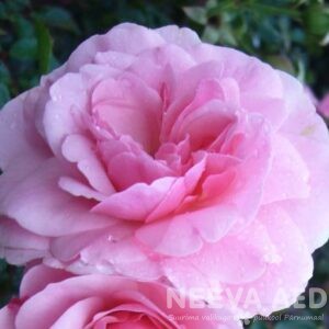 Roosid, Peenraroosid, floribundroos