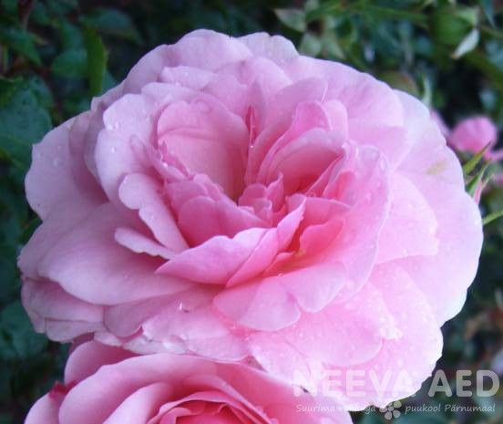 Roosid, Peenraroosid, floribundroos