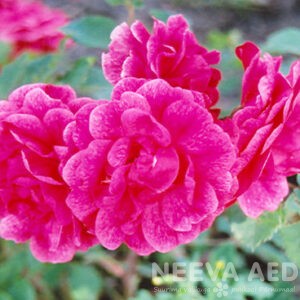 Kanada põõsasroos ´Morden Ruby´
