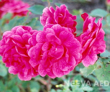 Kanada põõsasroos ´Morden Ruby´