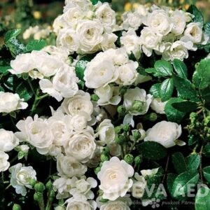 Pinnakatteroos 'The Fairy' (WHITE) 20-30cm L-1,5