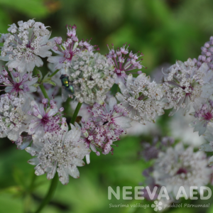 Astrantia