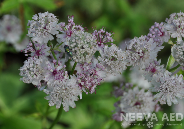 Astrantia