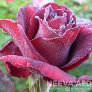 Peenraroos TH 'Barkarole'  L-3