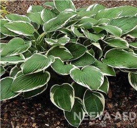 hosta