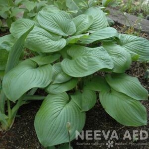 Fried Great Tomatoes