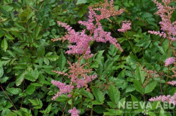 astilbe