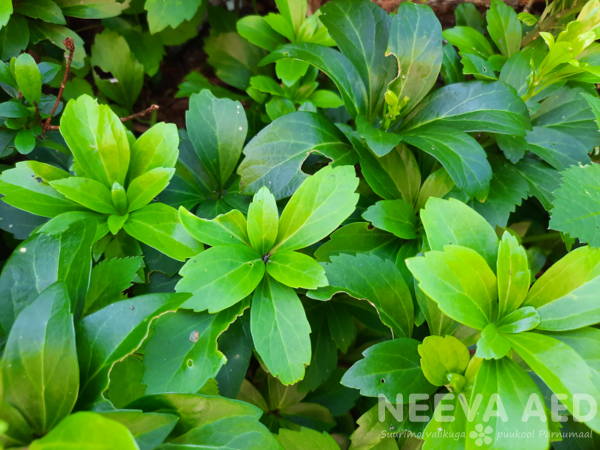 Pachysandra