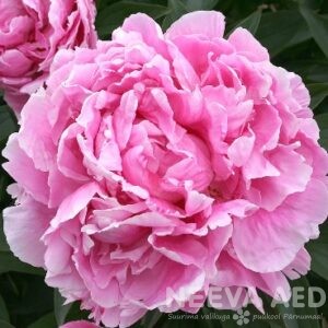 Valgeõieline pojeng 'Alexander Fleming'  L-4