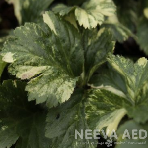 Lilled, Valdsteinia, Siberi valdsteinia, Variegata