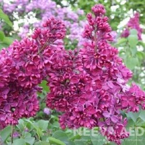 Harilik sirel 'Znamya Lenina' 50-60cm L-2