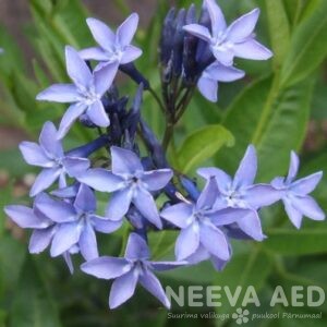 Lilled, Vähelevinud, Amsoonia, Blue Ice