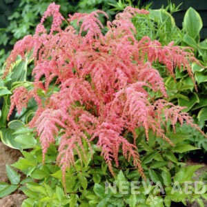 Lilled, Astilbe, Thunbergi astilbe, Straussenfeder