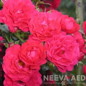 Pinnakatte- ja miniroos