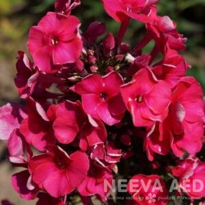 Aed-leeklill e aedfloks 'Adessa Red'  L-2