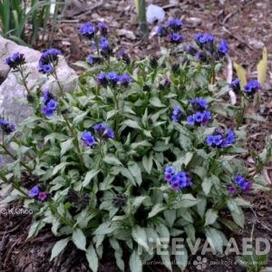 Pikalehine kopsurohi 'Diana Clare'  L-3