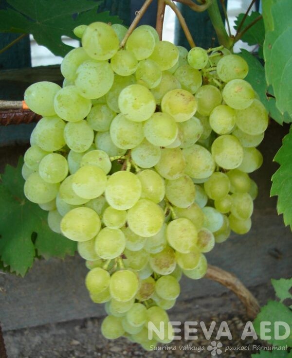 Rusbol